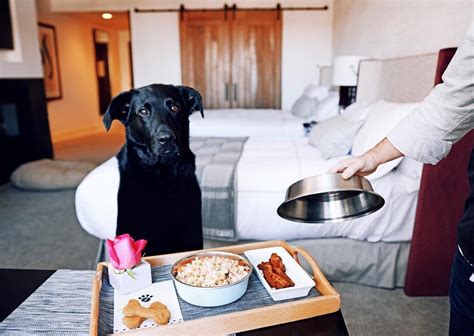 pet friendly hotel search|BringFido: Pet Friendly Hotels & Dog Travel Directory.